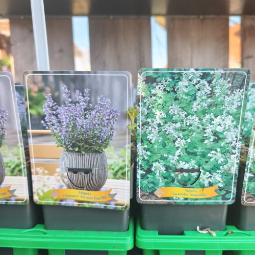 Nepeta Mix - macskamenta