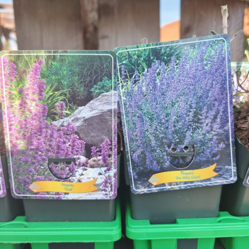 Nepeta Mix - macskamenta