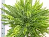 Nephrolepis 'Green Lady' - Szobapáfrány 