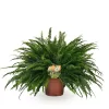 Nephrolepis 'Green Lady' - Szobapáfrány 
