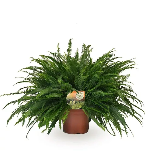 Nephrolepis 'Green Lady' - Szobapáfrány 