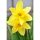 NARCISSUS grootkronige 'Carlton' - Nárcisz