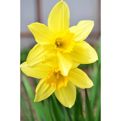 NARCISSUS grootkronige 'Carlton' - Nárcisz
