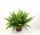 Nephrolepis 'Green Moment' - Szobapáfrány