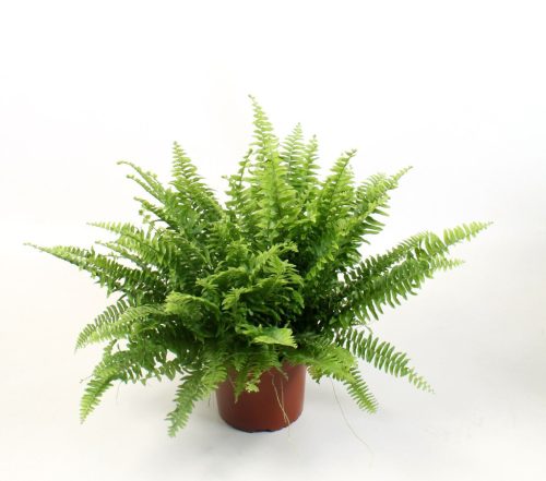 Nephrolepis 'Green Moment' - Szobapáfrány