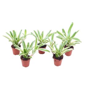 Nidularium 'Fireball'- Fészektőrózsa, bromélia