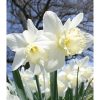 NARCISSUS 'Ice Follies' - Nárcisz