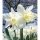 NARCISSUS 'Ice Follies' - Nárcisz