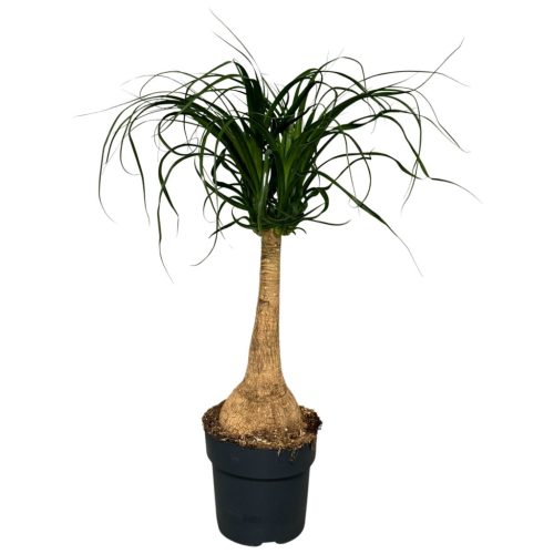 Nolina recurvata Beaucarnea - Elefántláb