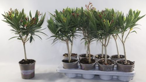 Nerium oleander mix - Leander (törzses)