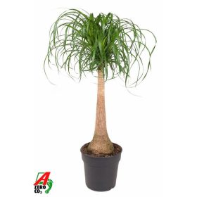 Nolina recurvata Beaucarnea - Elefántláb