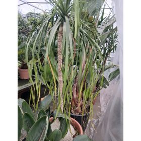 Norina recurvata- Elefántláb