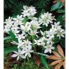 Ornithogalum Balansae - Ernyős sárma