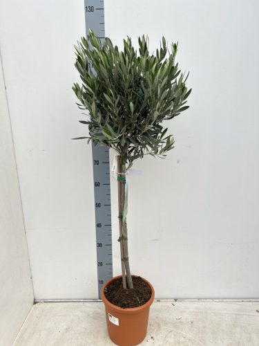 Olea europaea - Olajfa