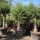 Olea europaea - Olajfa