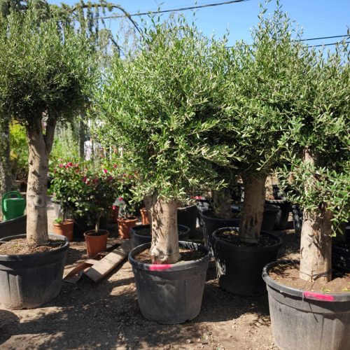 Olea europaea - Olajfa