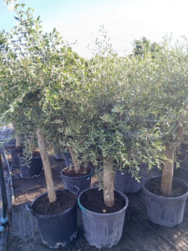 Olea europaea - Olajfa