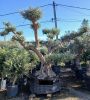 Olea europaea - Olajfa