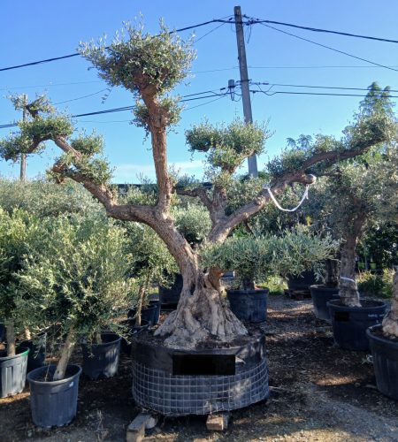 Olea europaea - Olajfa