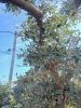 Olea europaea - Olajfa