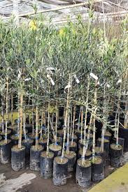 Olea Europaea 'Ascolana' - Olajfa (fóliakonténerben)