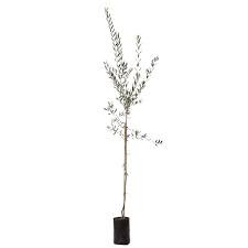 Olea Europaea 'Biancolilla' - Olajfa (fóliakonténerben)