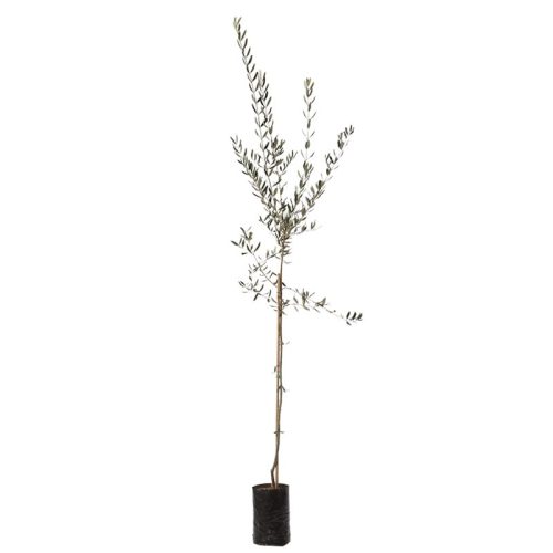Olea Europaea 'Bella di Cerignola'  - Olajfa (fóliakonténerben)
