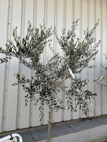 Olea Europaea 'Frantoio'  - Olajfa (fóliakonténerben)
