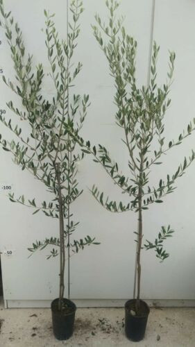 Olea Europaea 'Leccino'  - Olajfa (fóliakonténerben)