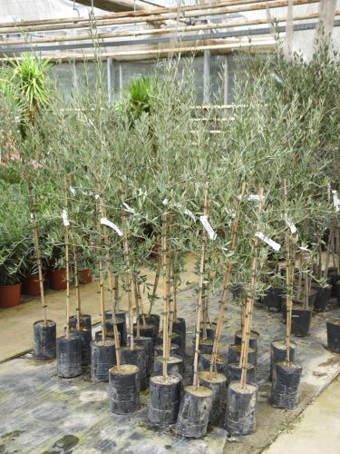 Olea Europaea 'Coratina'  - Olajfa (fóliakonténerben)