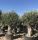 Olea europaea 'Pata Maja' - Olajfa