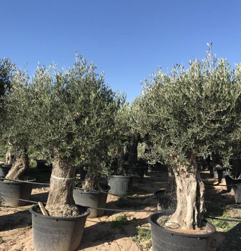Olea europaea 'Pata Maja' - Olajfa