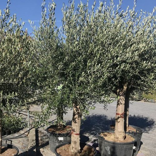 Olea europaea - Olajfa