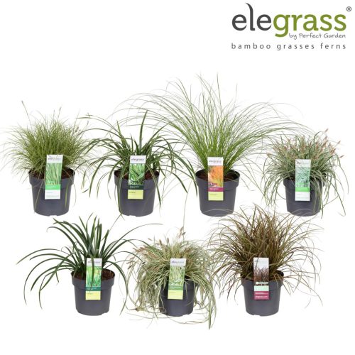 Ornamental Grasses Mix - Díszfű