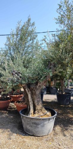 Olea europaea - Olajfa