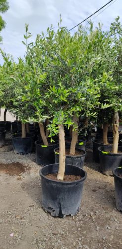 Olea Europaea -Olajfa