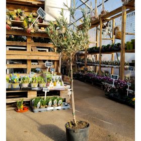 Olea Europaea - Olajfa 'Biancolilla' (90-110cm)