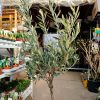 Olea Europaea - Olajfa 'Biancolilla' (90-110cm)