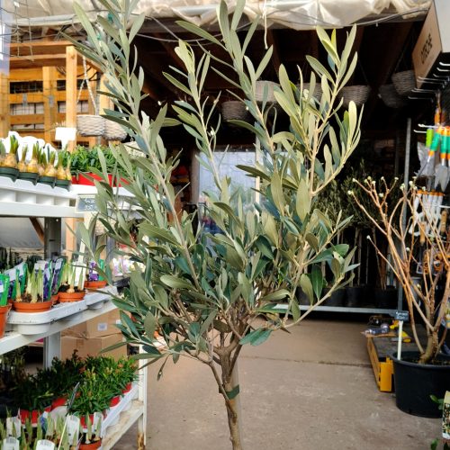 Olea Europaea - Olajfa 'Biancolilla' (90-110cm)
