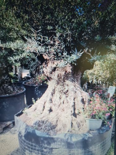 Olea europaea - Olajfa