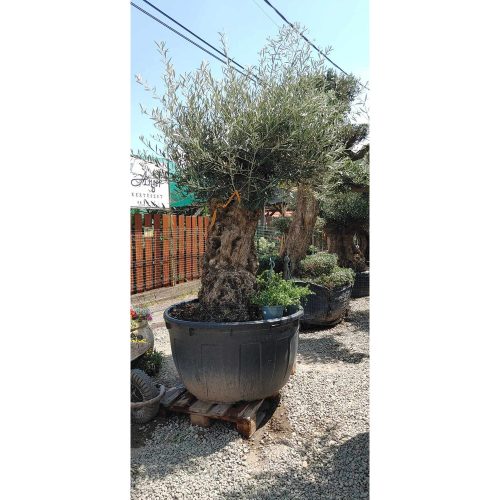 Olea europaea 'Bonsai' - Olajfa