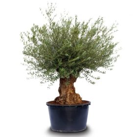 Olea Europaea Bonsai - Olajfa 