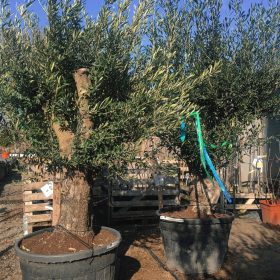 Olea Europaea 'Hojiblanca' Bonsai - Olajfa 