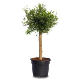 Olea Europaea 'Florida salvaje' - Olajfa 