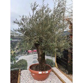 Olea Europaea 'Hojiblanca' - Olajfa 