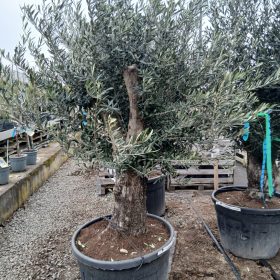 Olea Europaea 'Old trunk Arbequina' - Olajfa 