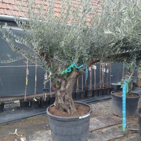 Olea Europaea 'Old trunk Arbequina' - Olajfa 