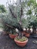 Olea Europaea Ramificado - Olajfa