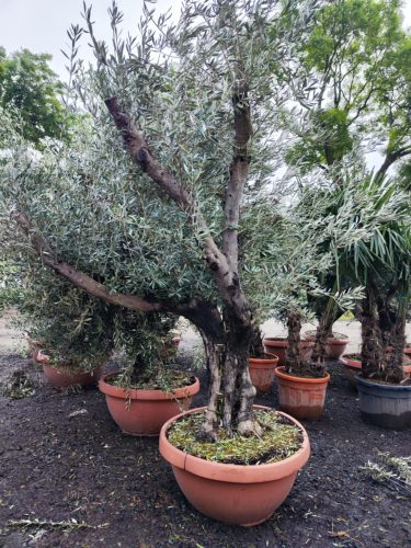 Olea Europaea Ramificado - Olajfa