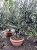 Olea Europaea Ramificado - Olajfa